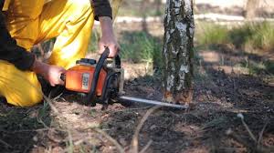 Best Storm Damage Tree Cleanup  in Dover, OH