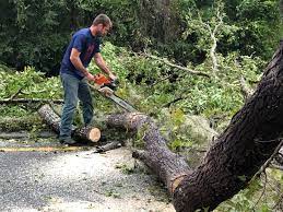 Best Hazardous Tree Removal  in Dover, OH