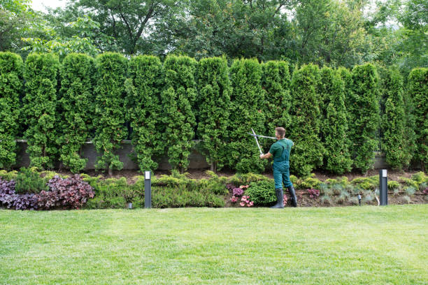 Best Tree Trimming and Pruning  in Dover, OH