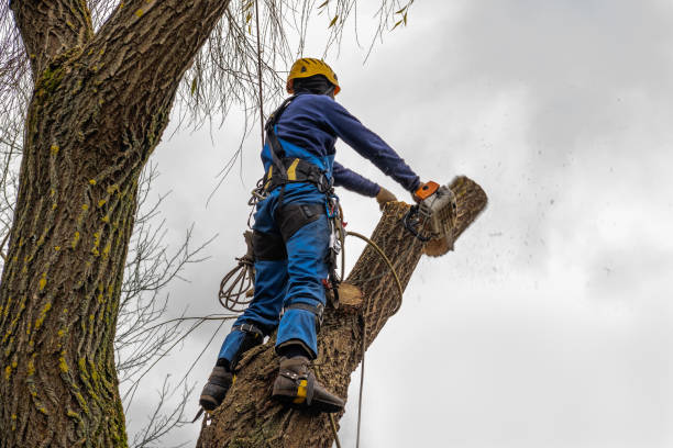 Best Stump Grinding and Removal  in Dover, OH