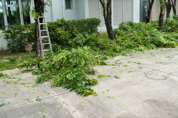 Best Fruit Tree Pruning  in Dover, OH