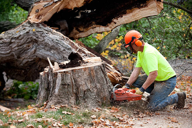 Reliable Dover, OH Tree Care  Solutions