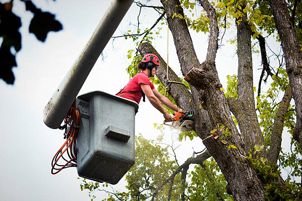 Best Tree Preservation Services  in Dover, OH