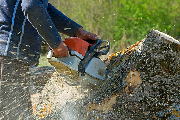 Best Commercial Tree Services  in Dover, OH